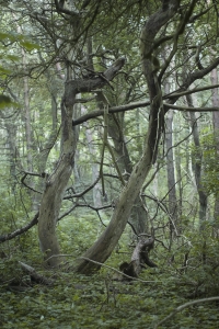 Wald